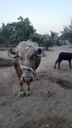 ભેસુ વેચવાની છે