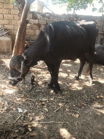 ખરેલું