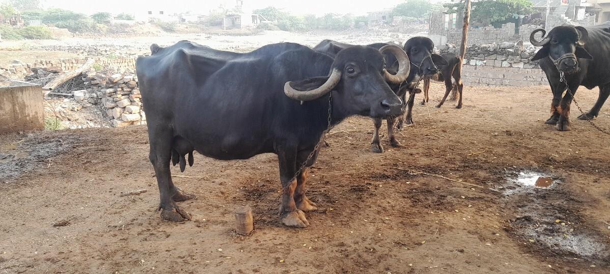 ભેશ વેશવાની છે