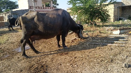 ભેંસ વેચવાની છે