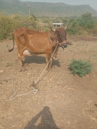 ગાય વેચવાની છે