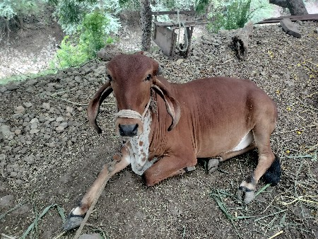 વાછડી આપવા ની છે