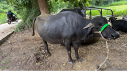આ ભેસ વેચવાની છે