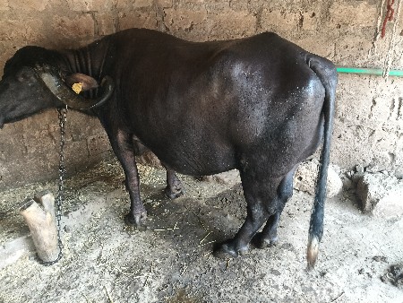 ભેંસ ત્રીજું વેતર