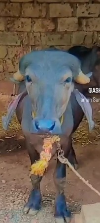 આ પાડી વેચવાની છે