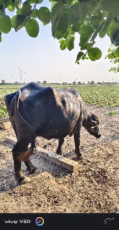 ભેંસ વેચવાની છે.