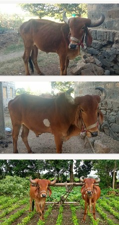બળદ વેચવા ના છે
