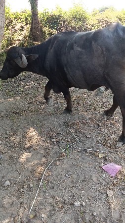 ભેંસ વેચવાની છે