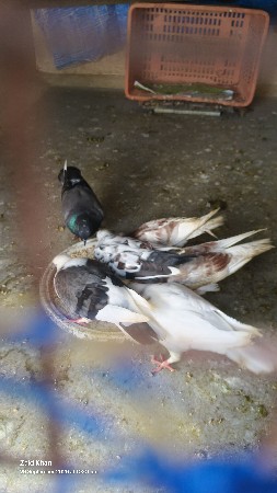 3 jode Deva ne Che