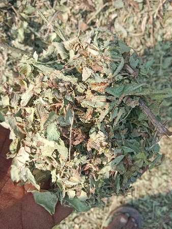 જી 20 મગફડી નો પાલો