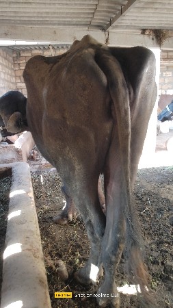 ખડેલું