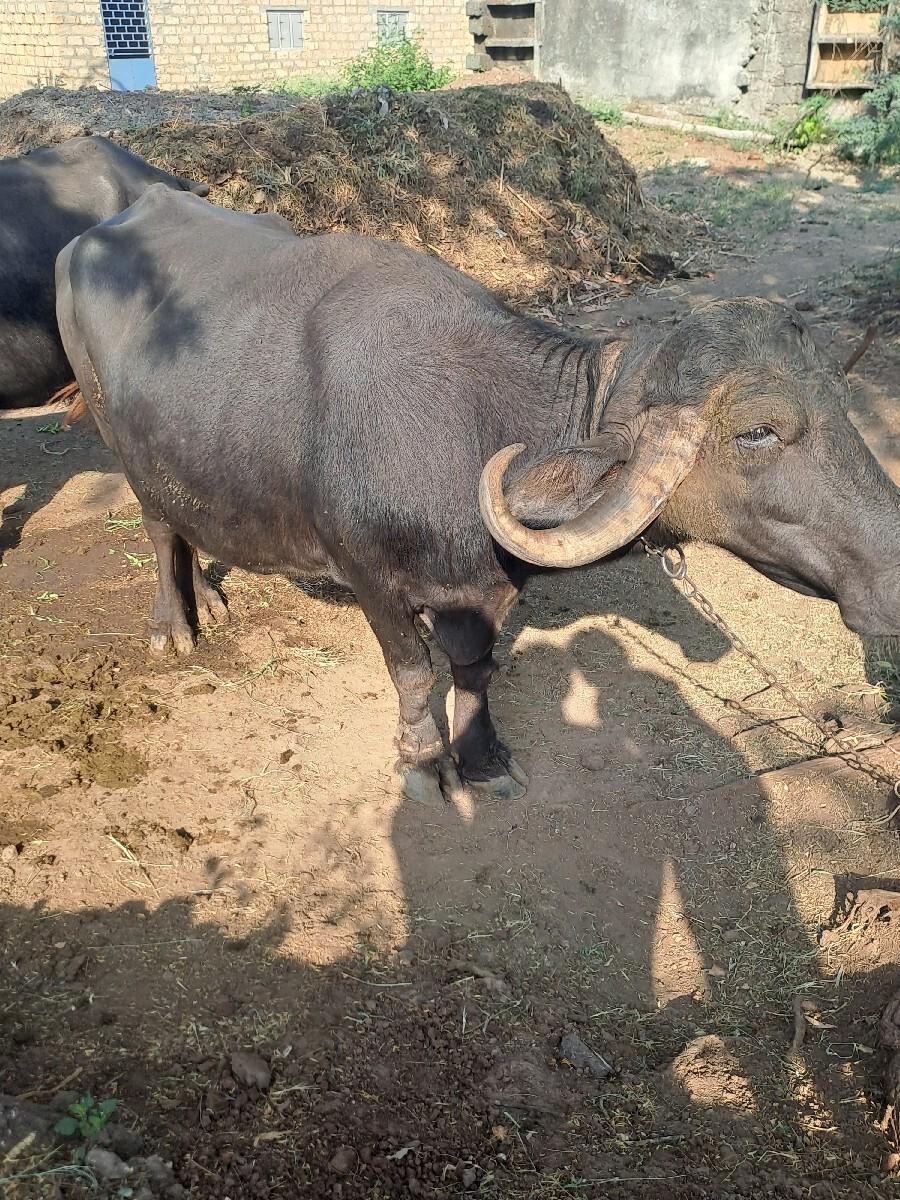 ભેંસ વેચવાની છે