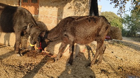 ખડેલા વેચવાના છે