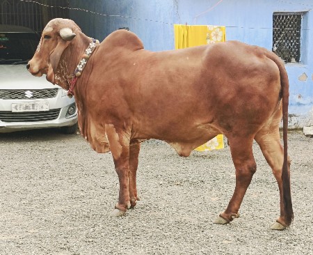 ગીર ઓડકી દેવાની છે