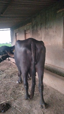 વેચવા ની