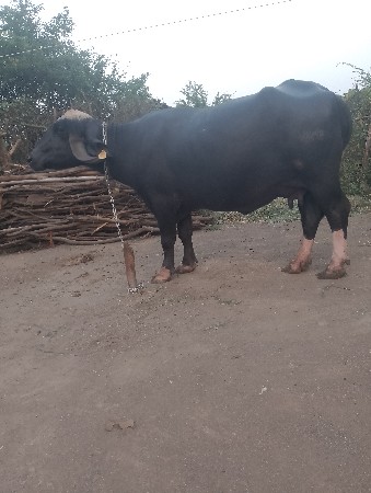 આ ભેંશ વેચવાની છે બીજું વેતર છે