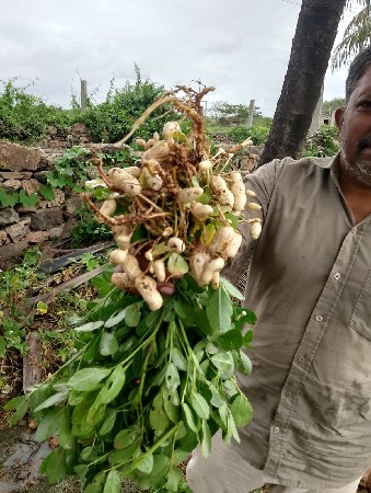માંડવીયું