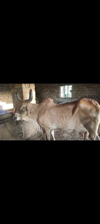 ગાય વેચવાની છે