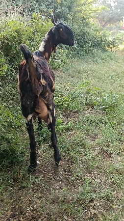 એક આચરી બકરી વેચવાની છે