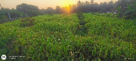 🌿 લીલી જુવાર વેચવાની છે 🌿