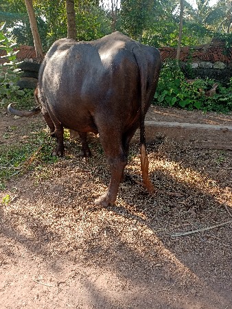 ભેંસ વેચવાની છે