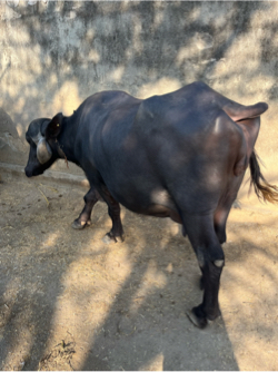 2 ભેંસો વેચવાની સે