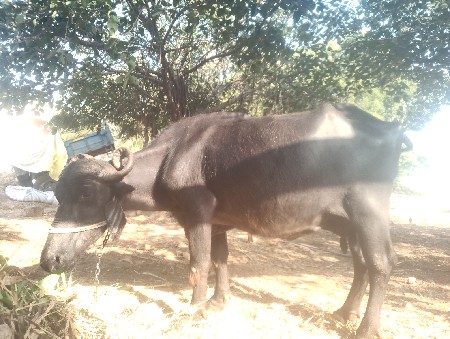 બની ભેંસ વેચવાની છે