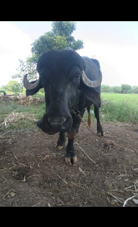 વૅસવાનિ છે