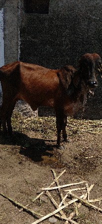 વોડકી.1
