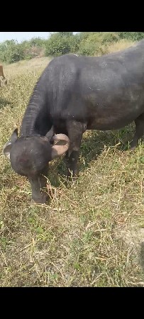 2 વેતર