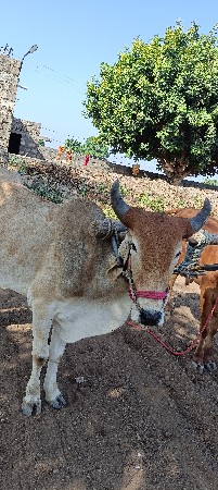 ગોધલો દેવાનો છે