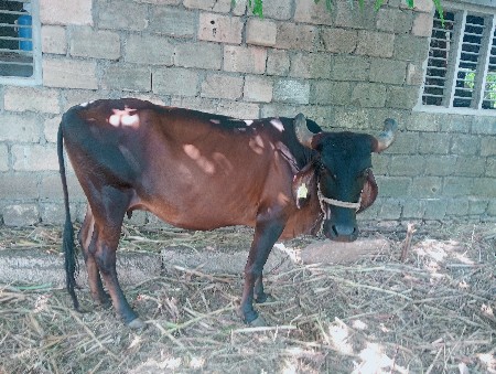 3.  ગાય  દેવાની છે