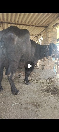 ભેંસ વેચવાની છે
