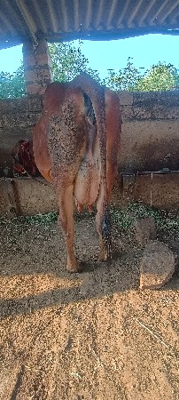 ત્રણ જર્સી ગાયું વેચવાની છે