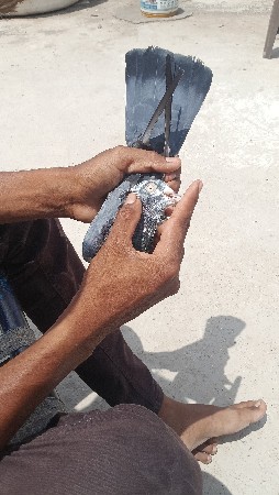 કબૂતર વેચવાના છે બે નર છે