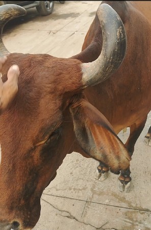 ગાય વેચવાની છે...