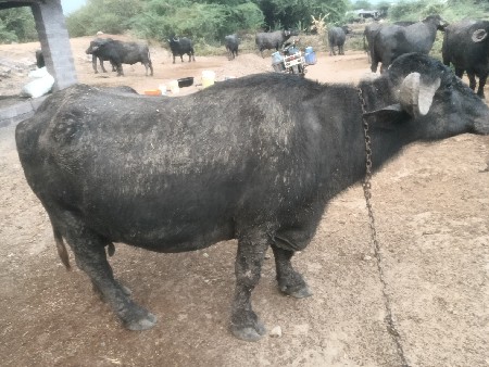 ભેંસ વેચવાની છે