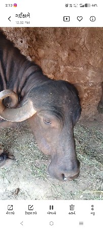 ભેંસ વેચવાની છે