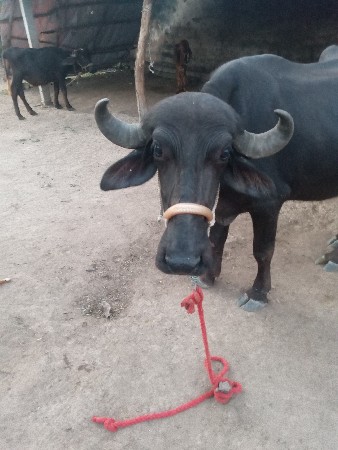 ભેંસ વેચવાની છે