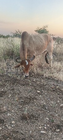 બળદ વેચવા ના છે કિંમત 20 હજાર