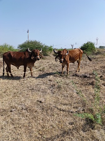 બળધ વેચવાના છે
