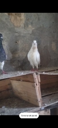 kabutar