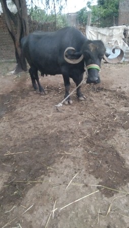 ભેંસ વેચવાની છે