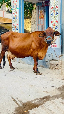 જર્સી ગાય વેચવાની છે લાલ