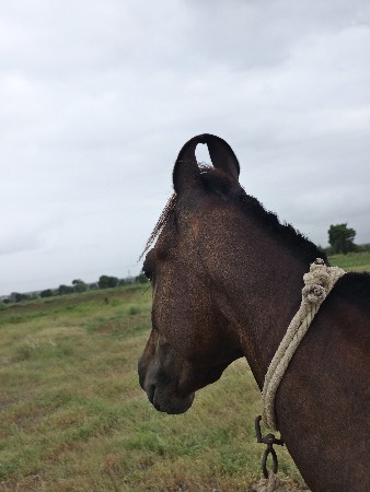કવેચવાનો છે