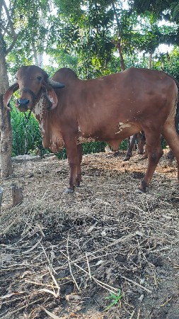ગાય