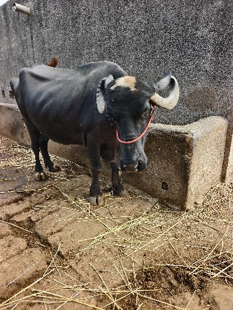 ભેંસ વેચવા ની સે