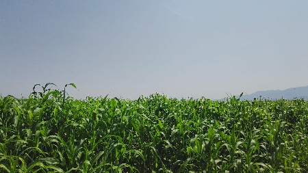 લિલુ વેચવા નુ છે