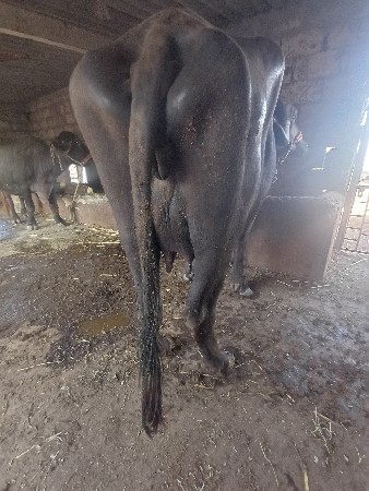 ખળેલી વેચવાની છે