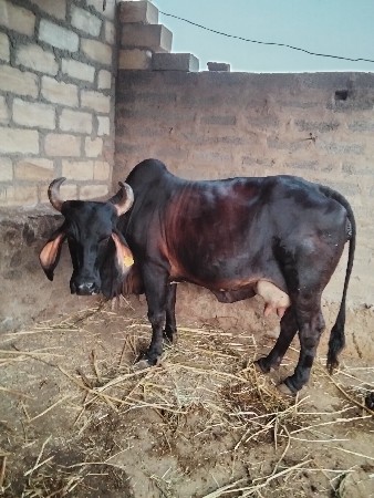 આ ગાય વેચવાની છે